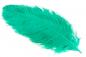 Preview: Ostrich feathers, length 50/55 cm, different colours