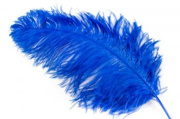 Ostrich feathers, length 25/40 cm, different colours