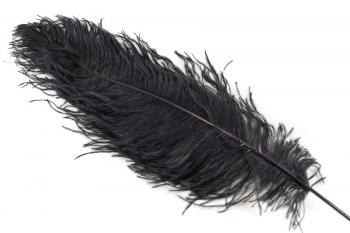 Ostrich feathers, length 25/40 cm, different colours